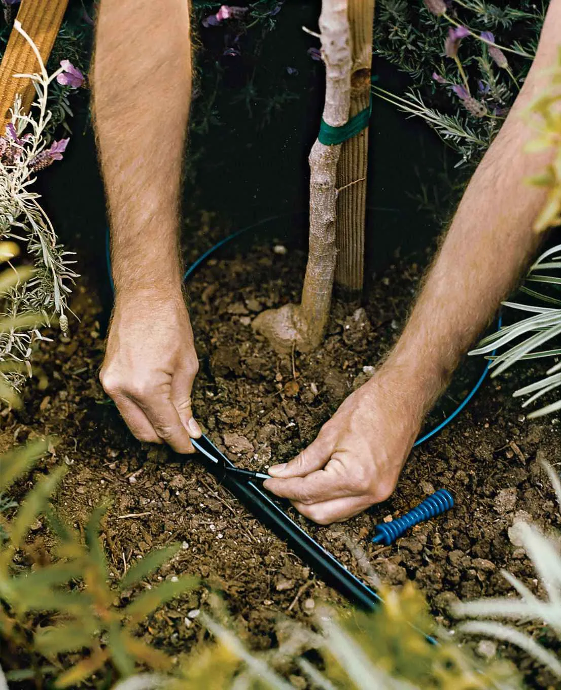 Hands connecting drip tubing beside a young tree in a planting bed