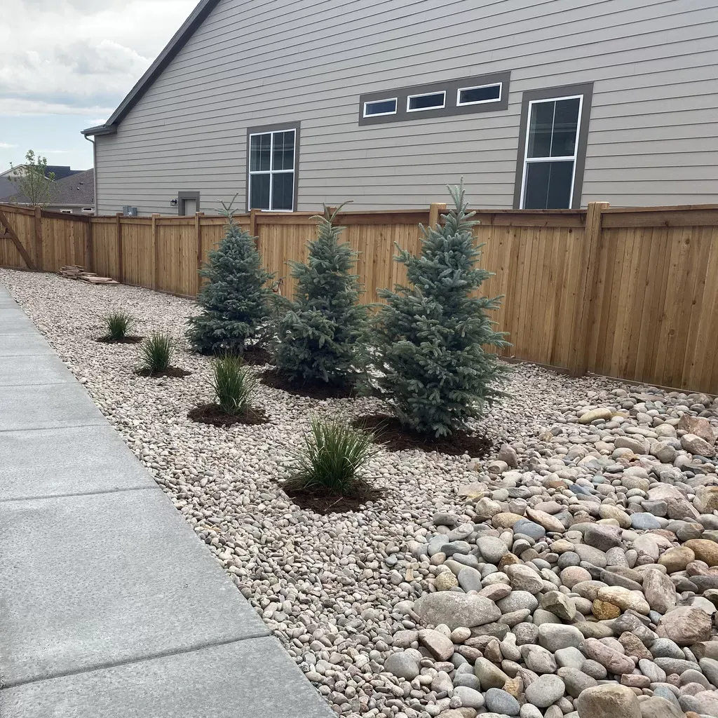 Blue-toned spruce trees and ornamental grasses planted in a rock bed beside a walk and fence