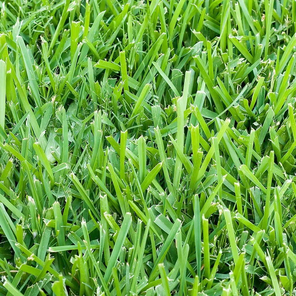Close view of dense green grass blades