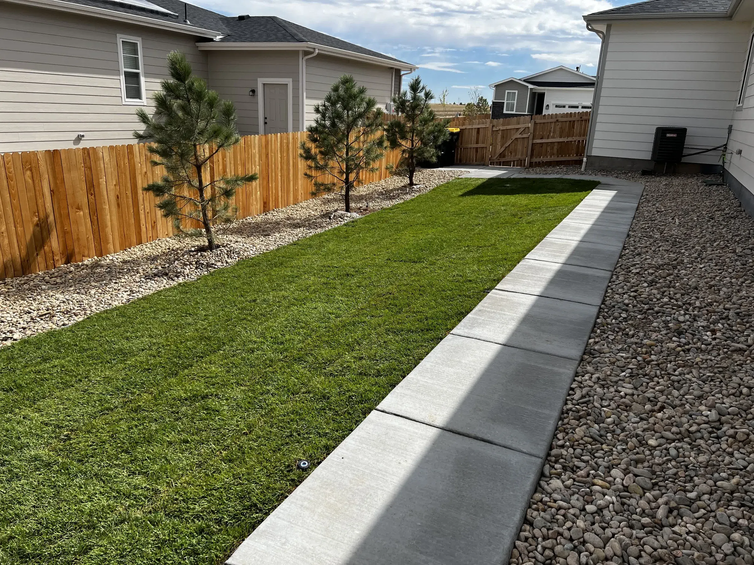 Backyard sod lawn with newly planted evergreen trees and a concrete walkway in Castle Rock